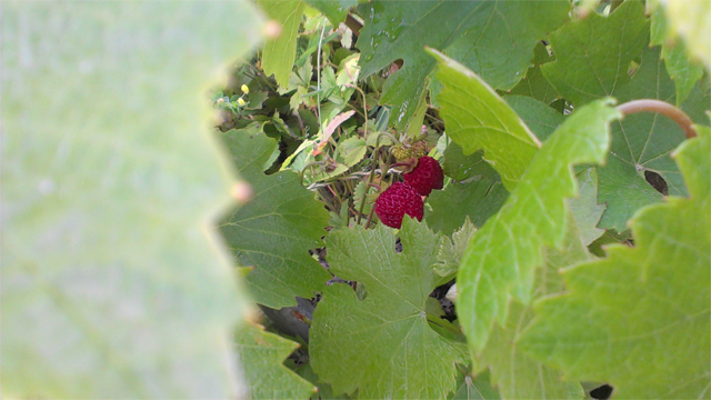 Récolte de fraises des bois au Domaine Piccard