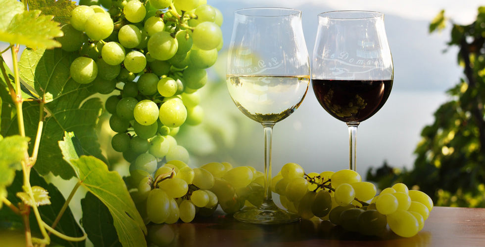 Schonender Weinbau für unser Wohlbefinden