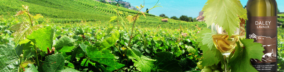 Vins blancs et Bulles