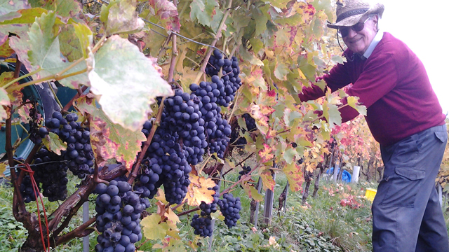 Les Vendanges 2018: exceptionnelles!